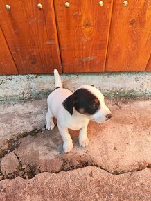 Jack Russel tricolour fenka