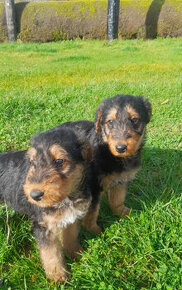 Šteniatka Airedale Terrier, Registrované IKC