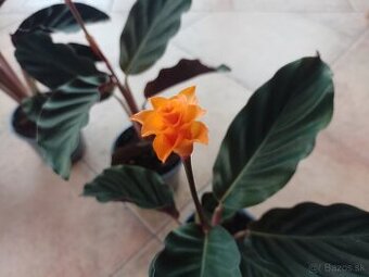 Calathea crocata 1ks/6€+posta