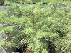 Jedla srienista-Abies concolor - 1