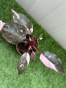 Philodendron pink Princess