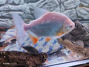 Pirana bylinozrava albino 15cm  2ks