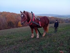 Predám ťažného žrebca.