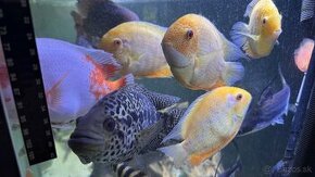 Heros severum Red spotted