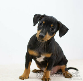 Ratlik, pincer, pinscher