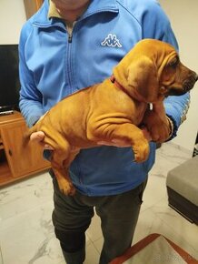 RHODESIAN RIDGEBACK-RHODESKY RIDGEBACK