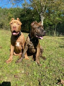 Bandog, Americký Bandog