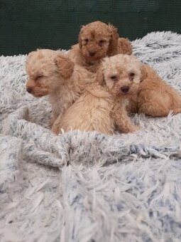 Pudlik Toy,pudel,poodle