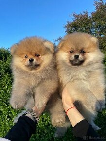 Pomeranian mini