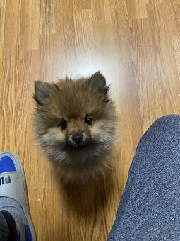 Pomeranian Jimmy