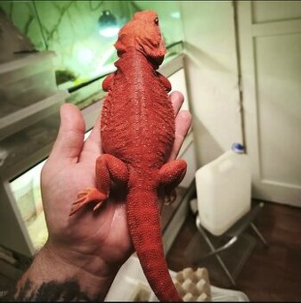 Agama bradatá extreme red