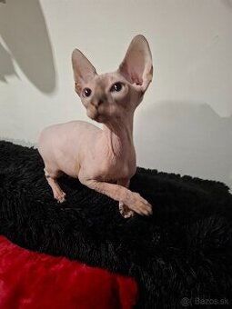 Sphynx