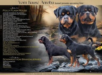 Steniatka rottweilera,rotvajlera,rtw,rotty s PP - 1