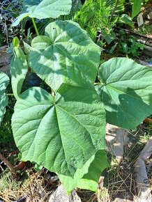 Paulownia