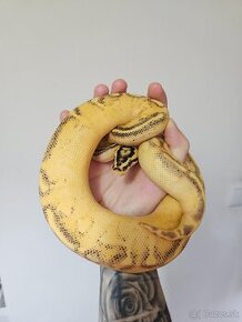 Python regius