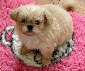 Šteniatka Shih Tzu