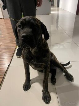 Predám fenu Cane Corso