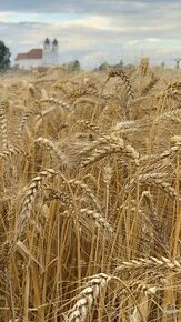 Nová úroda 2024 pšenica jačmeň