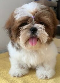 Krásná štěňátka Shih Tzu, FCI