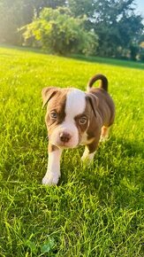 American Bully