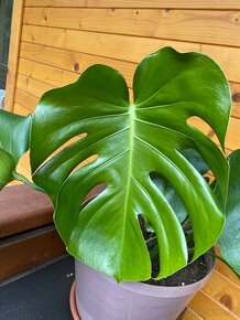 Monstera - 1