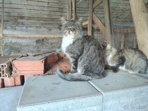 Manilska Myvalia (Maine Coon)