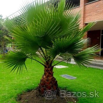 Washingtonia Robusta