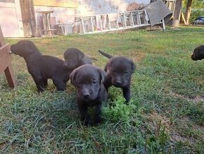 Labradorsky retriever