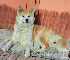 Akita inu s PP - sučka