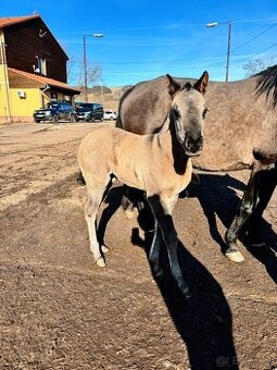 Grullo klisna American Quarter Horse v typu bull