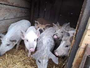 Mangalica x duroc