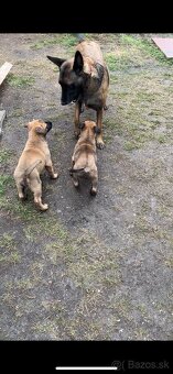 Belgický ovčiak Malinois