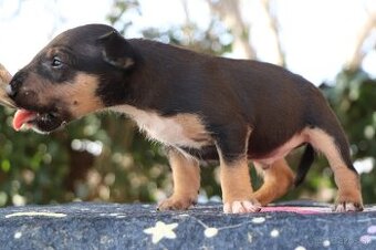 Mini bulterier / Miniature Bullterrier - rezervácia