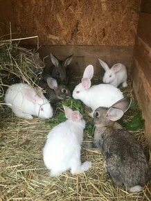 Zajace,králiky