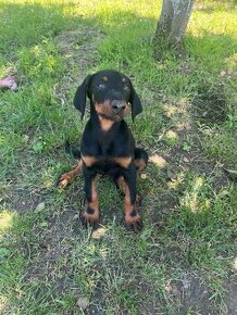 DOBERMAN sučka