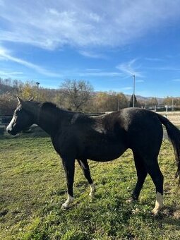 Quarter horse/appaloossa kobyla