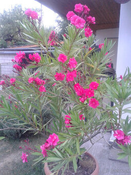 Oleander