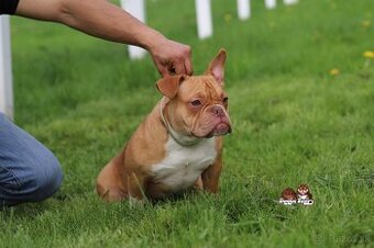 American bully exotic