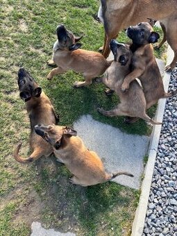 Malinois , čistokrvné šteniatka na predaj.