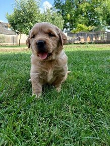 Zlatý Retriever