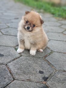 Pomeranian - 1