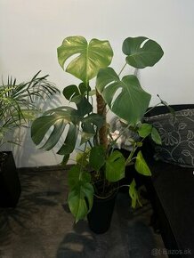 Monstera Deliciosa - 1