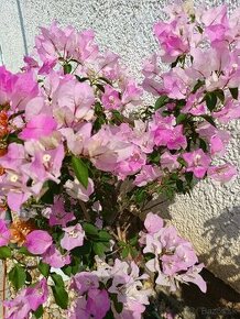 Bougainvillea,( bougainvillea, bugenvilea, bugenvila ) - 1