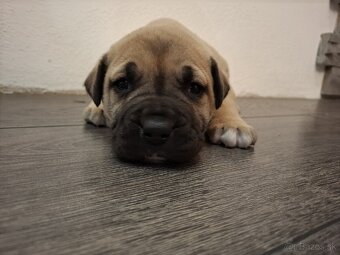 Perro de Presa Canario 
Kanárska doga