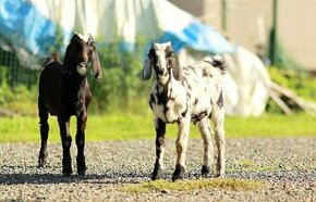 Anglonubijské kozliatka - atraktívne farby