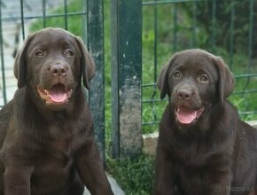 Labradorský retriever - 1