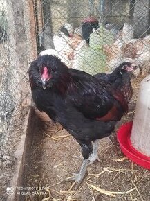 Usa hodvabnicka, araucana divokosfarbena , araucana levanduľ