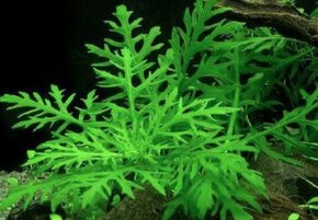 Predam rastlinky / Hygrophila difformis