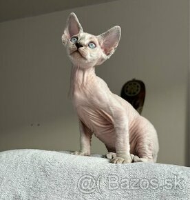 Devon Rex kocúrik s PP