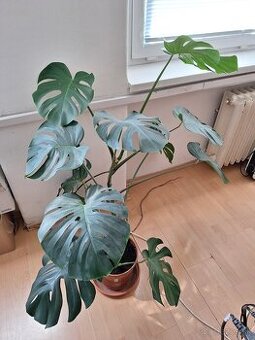 Monstera deliciosa